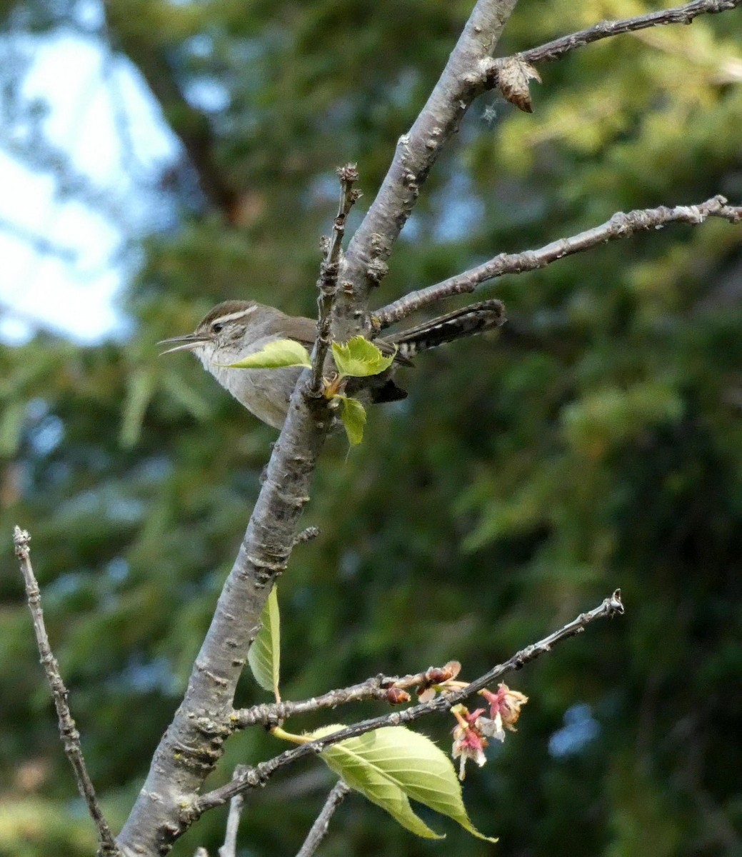 Bewick's Wren - ML440902171