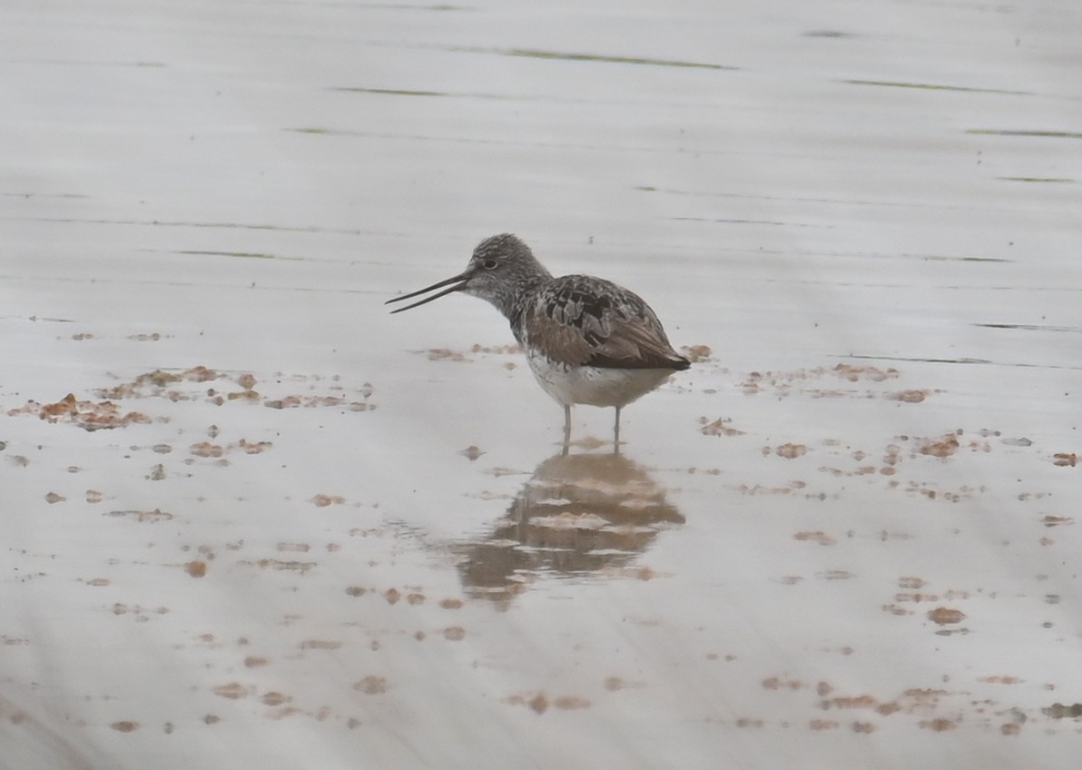 Common Greenshank - ML440902191