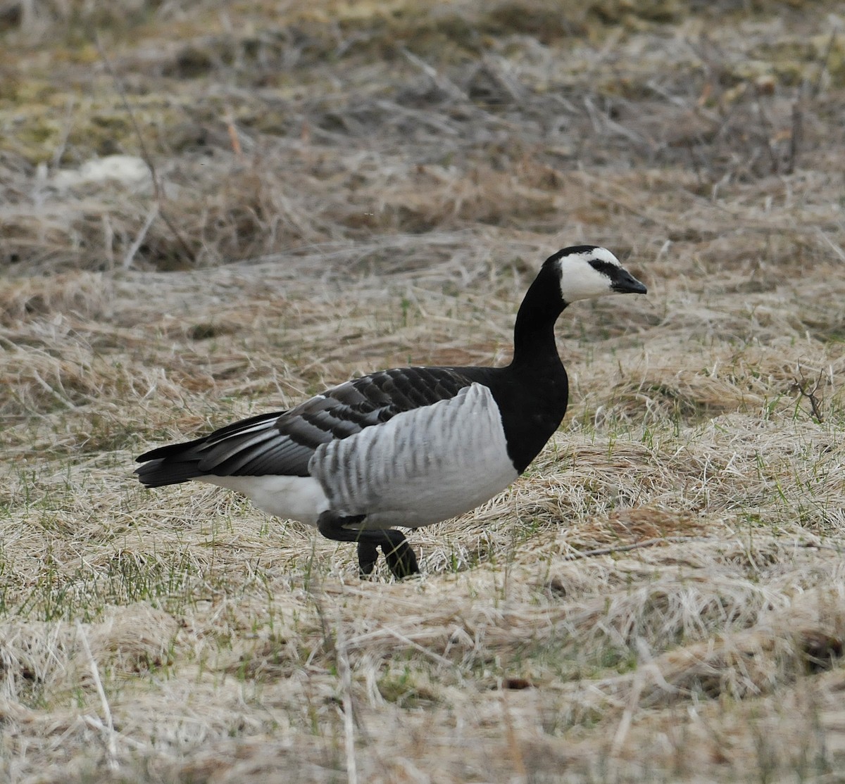 Barnacle Goose - ML440903151