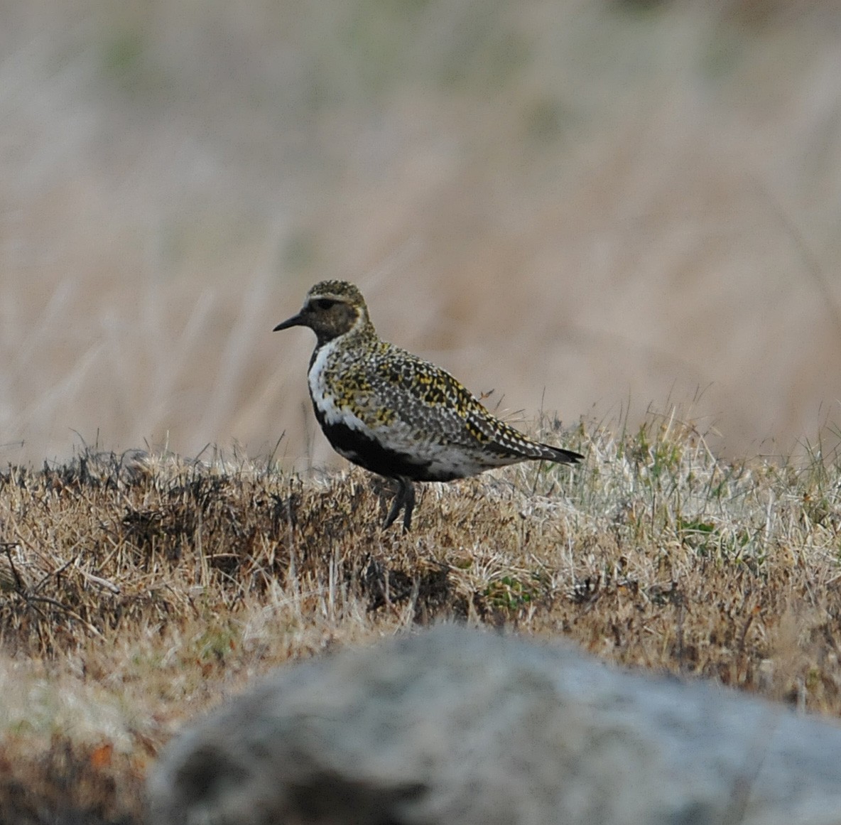 European Golden-Plover - ML440903391