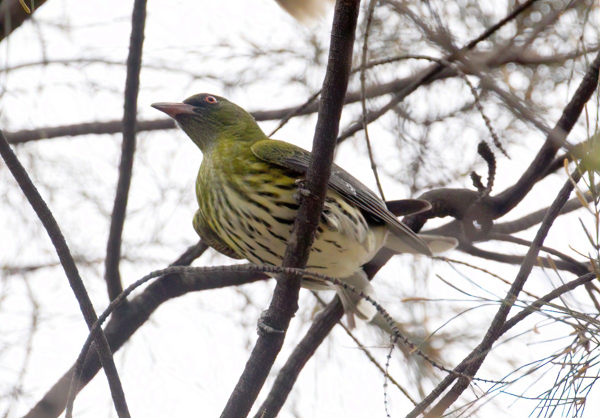 Olive-backed Oriole - ML440903621