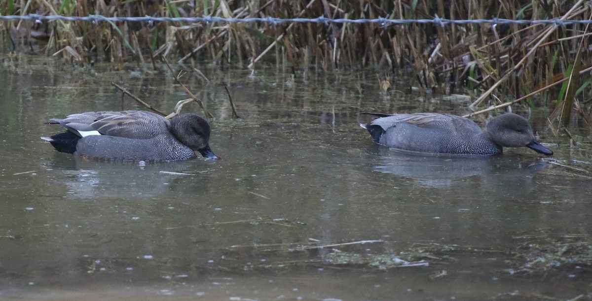 Canard chipeau - ML44090481