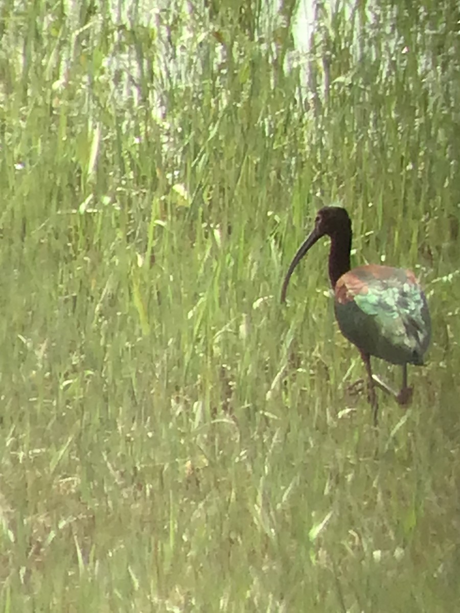 White-faced Ibis - ML440904881