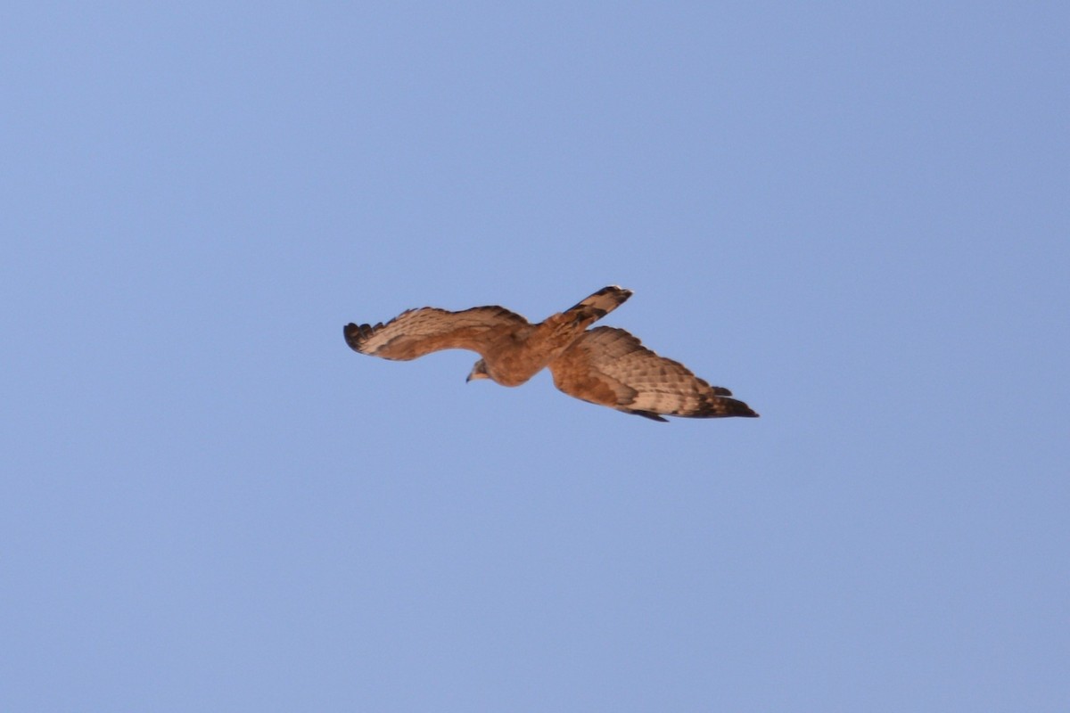 Oriental Honey-buzzard - ML440904921