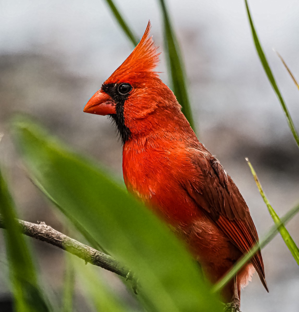 Cardinal rouge - ML440905371