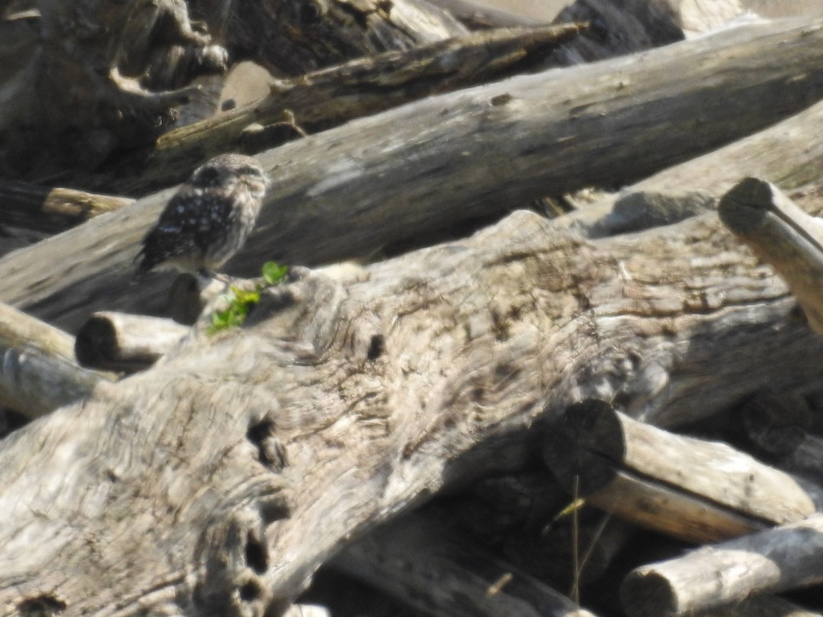 Little Owl - ML440906041