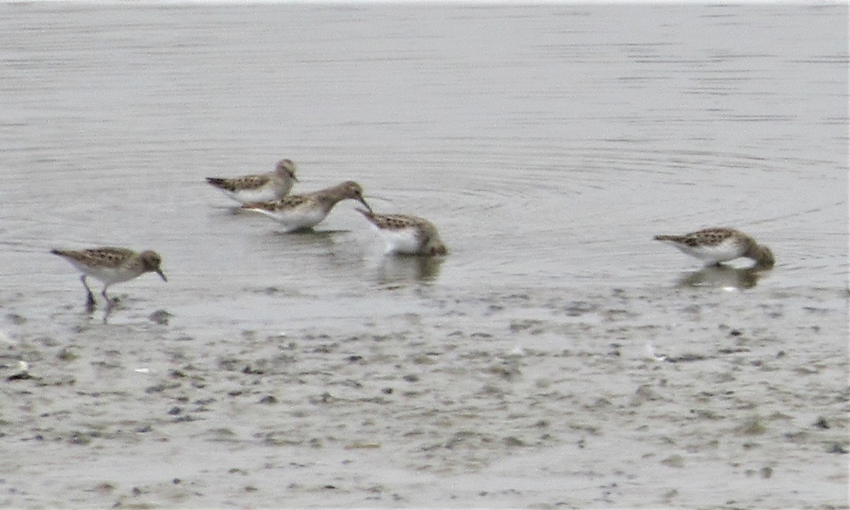 Baird's Sandpiper - ML440907581