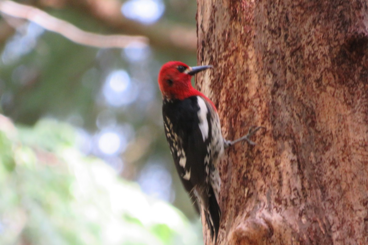 Red-breasted Sapsucker - ML440907751