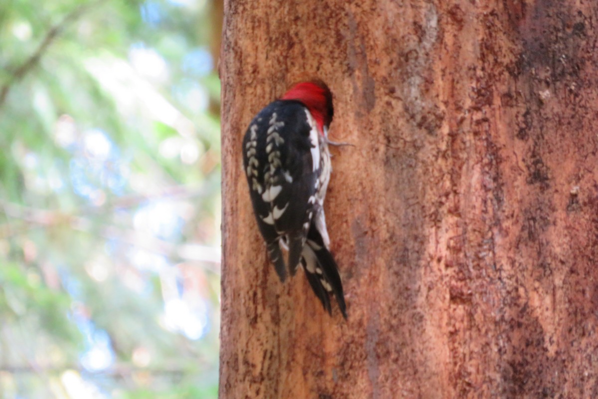 Red-breasted Sapsucker - ML440907941