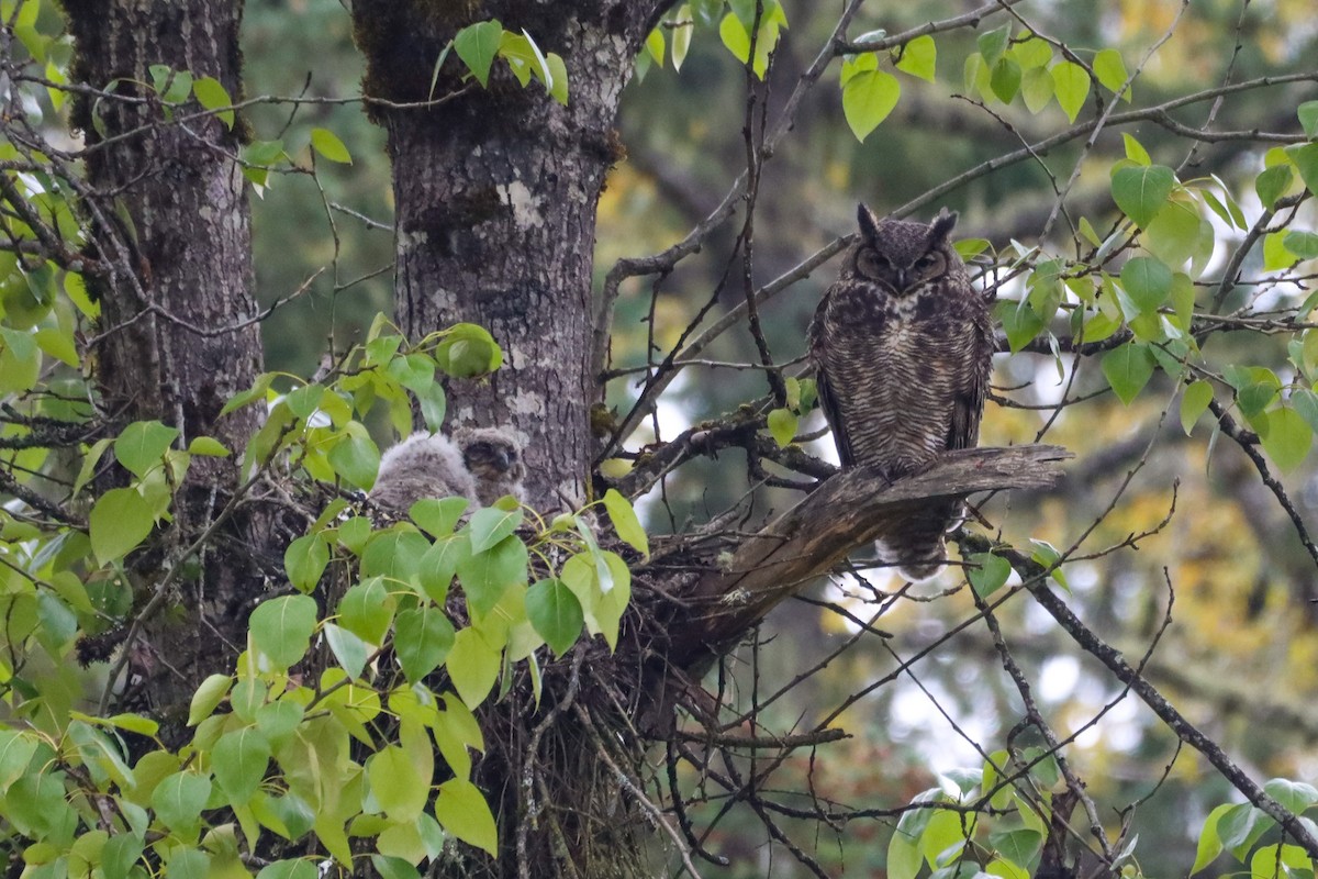 Great Horned Owl - ML440908091