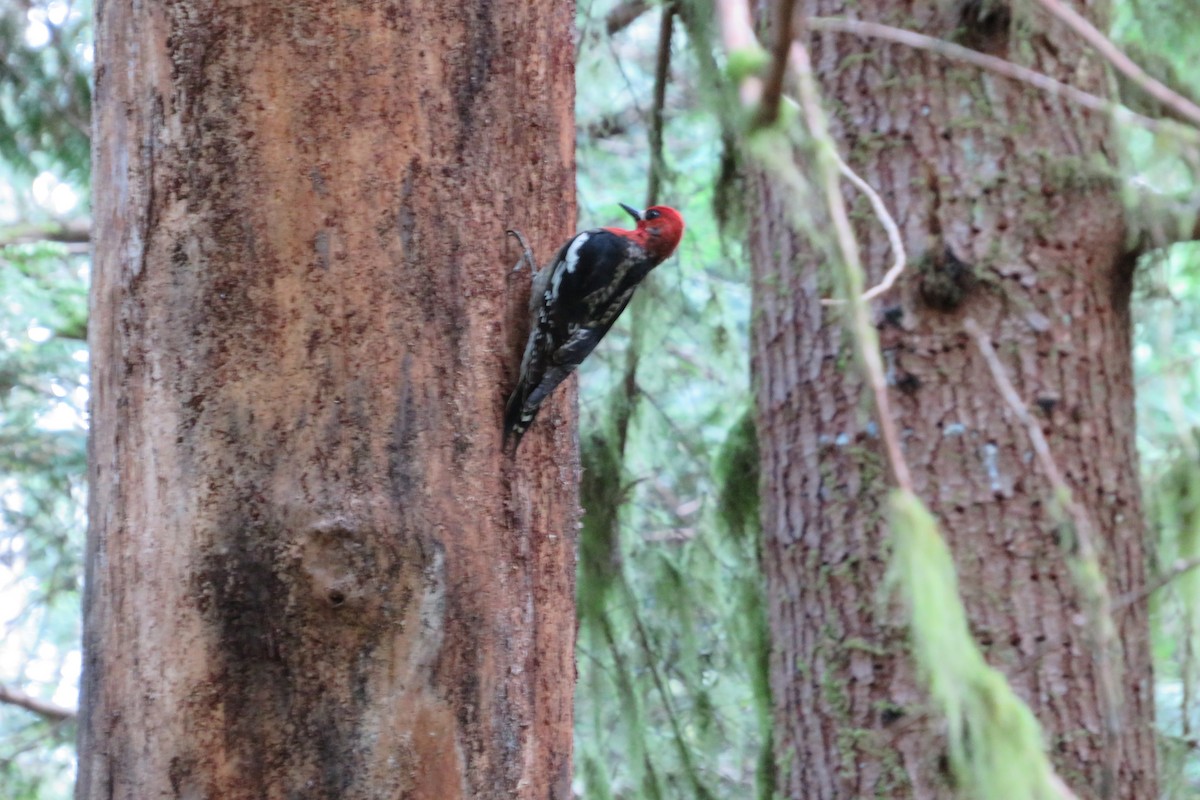 Red-breasted Sapsucker - ML440908121