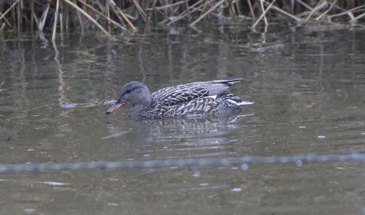 Gadwall - ML44090971