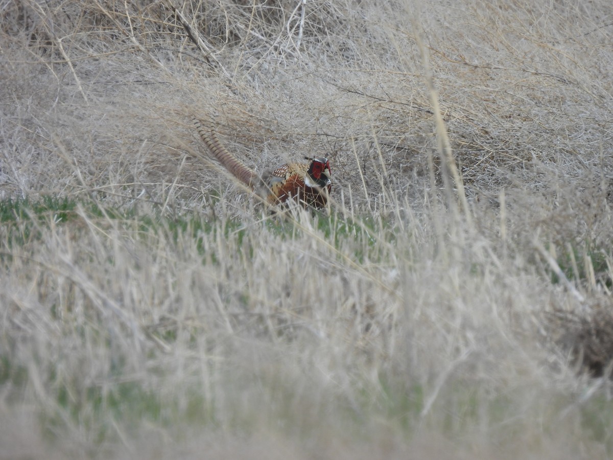 Ring-necked Pheasant - ML440910991