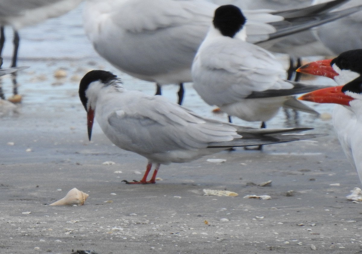 Common Tern - ML440911611