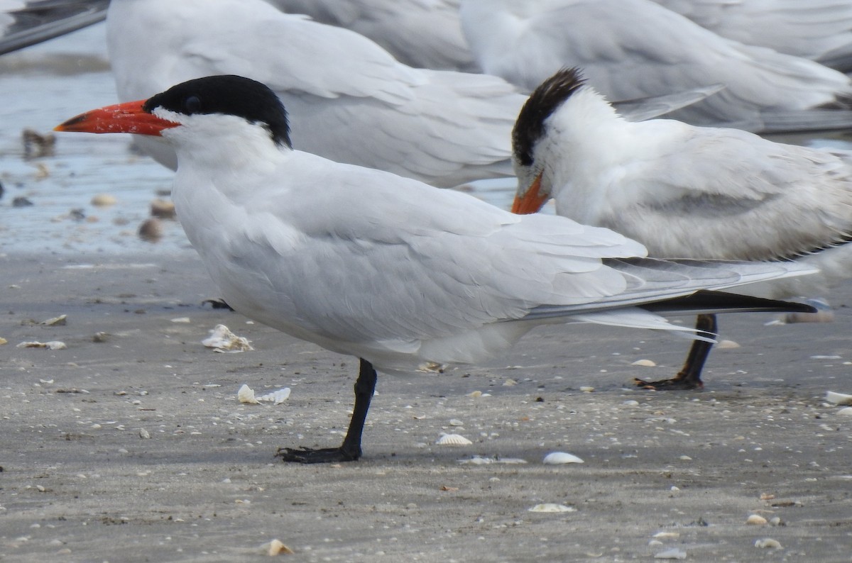 Caspian Tern - ML440912081