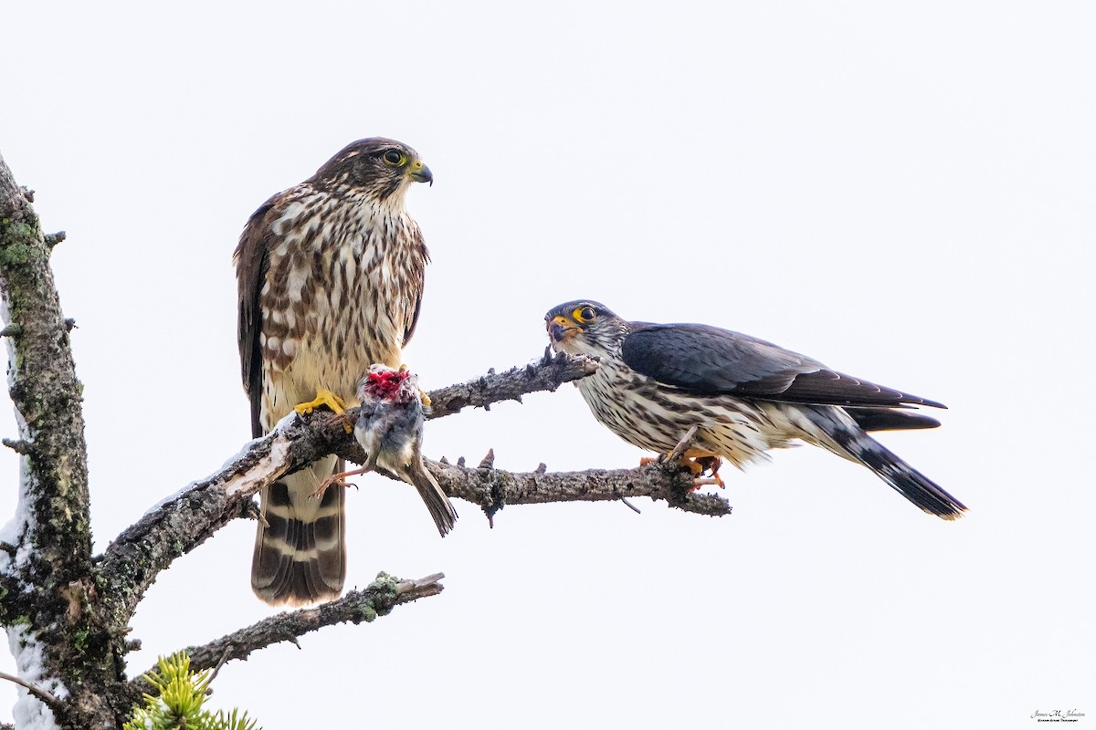 Merlin - James Johnston