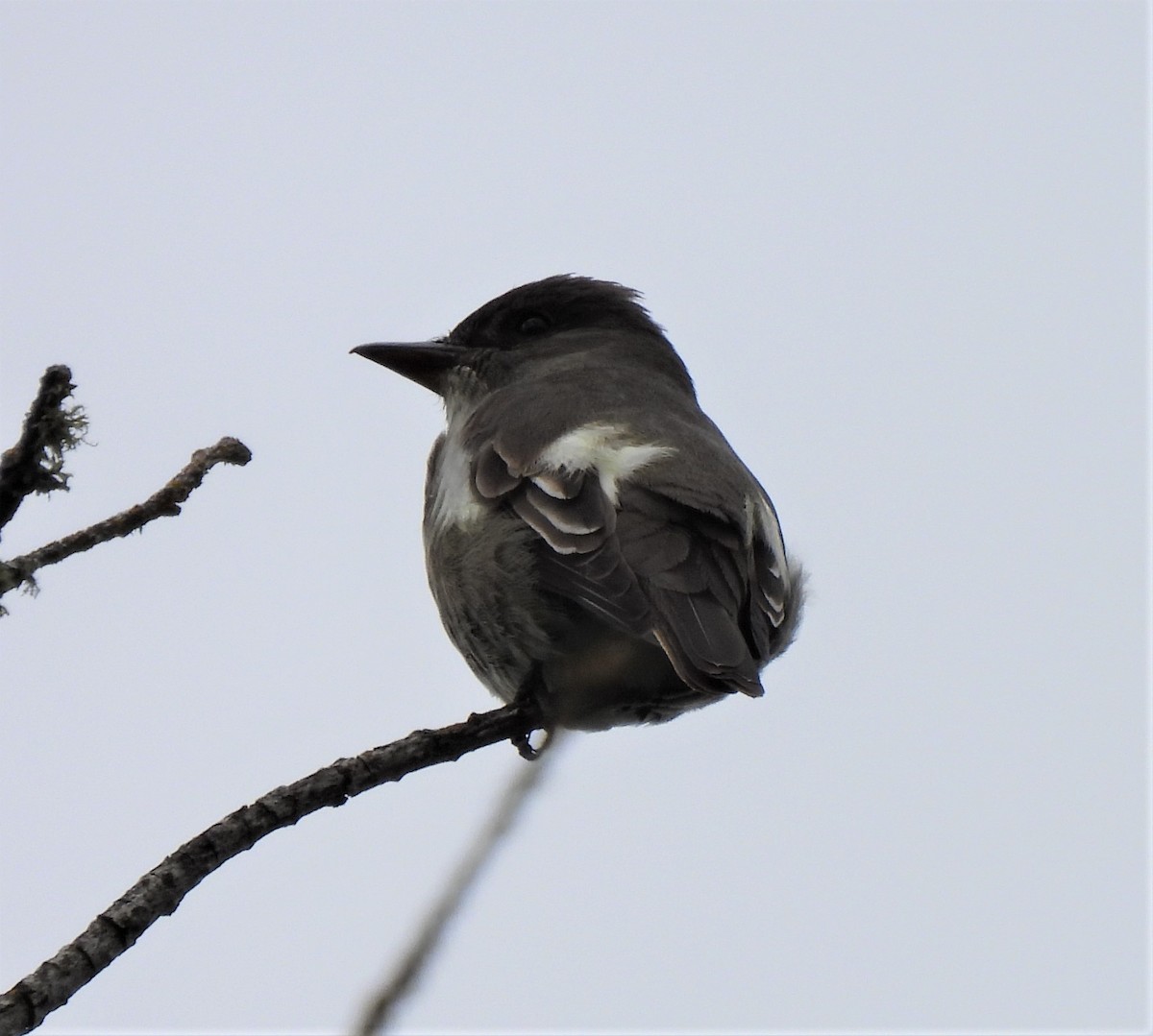 Olive-sided Flycatcher - ML440914591