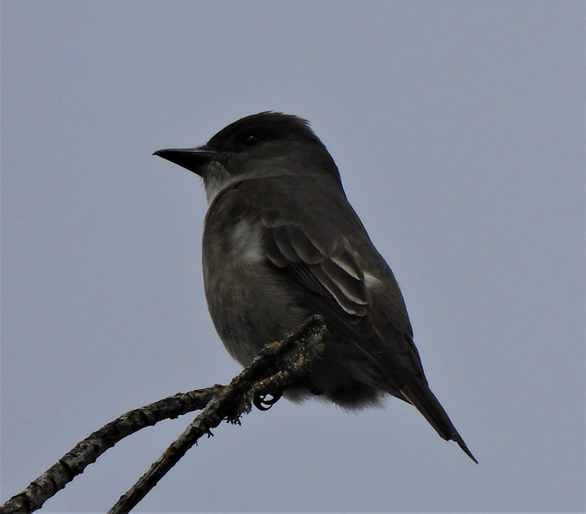 Olive-sided Flycatcher - ML440914671