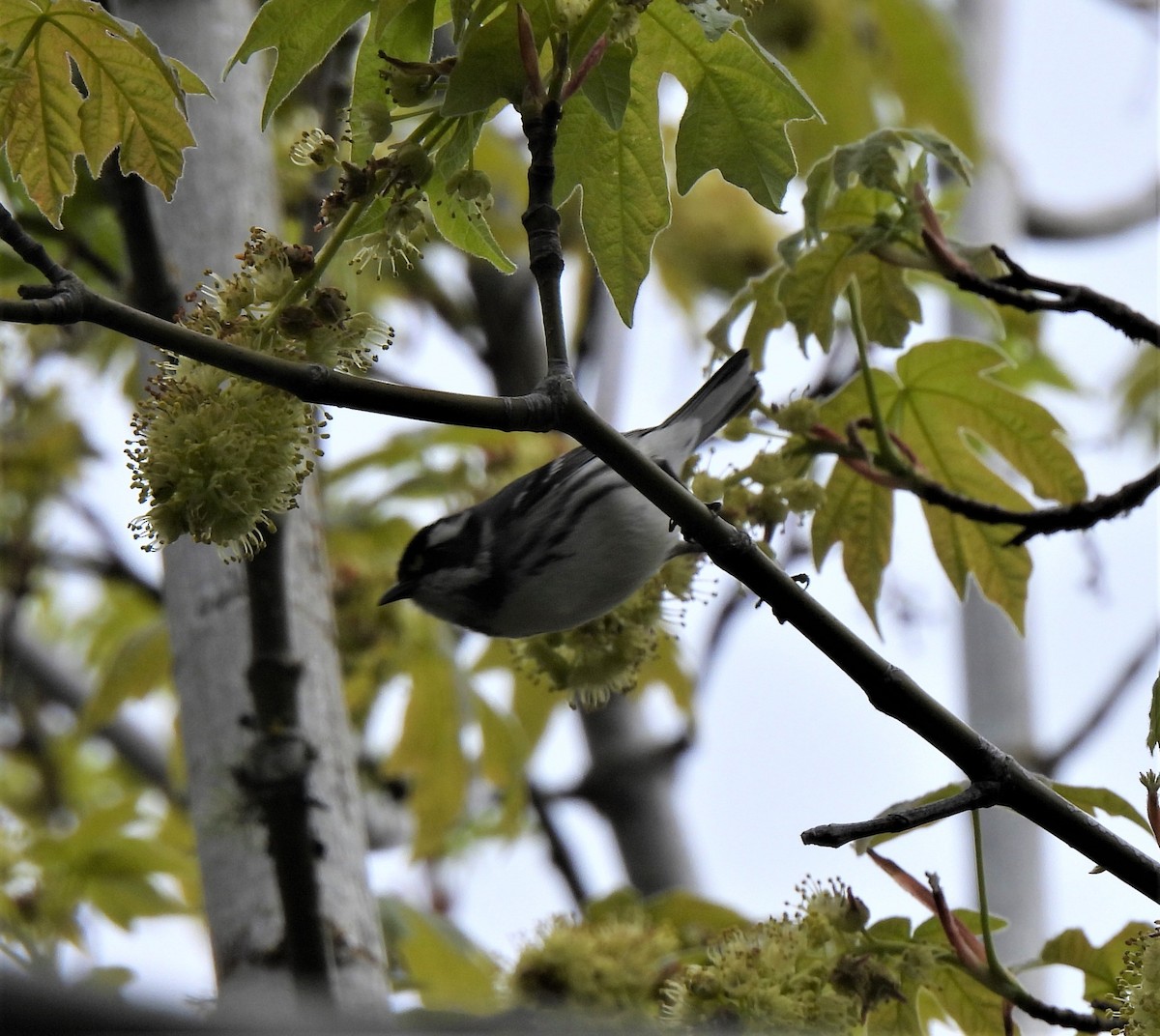 Black-throated Gray Warbler - Rick Bennett