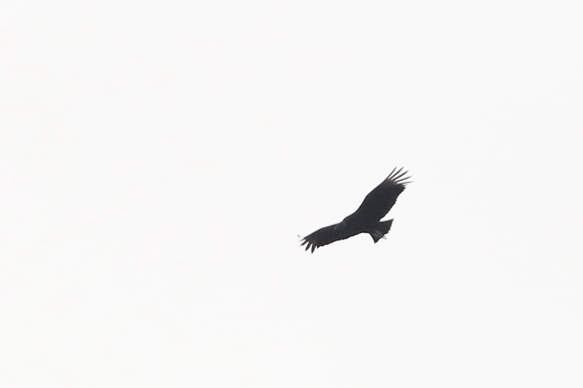 Black Vulture - ML440915751