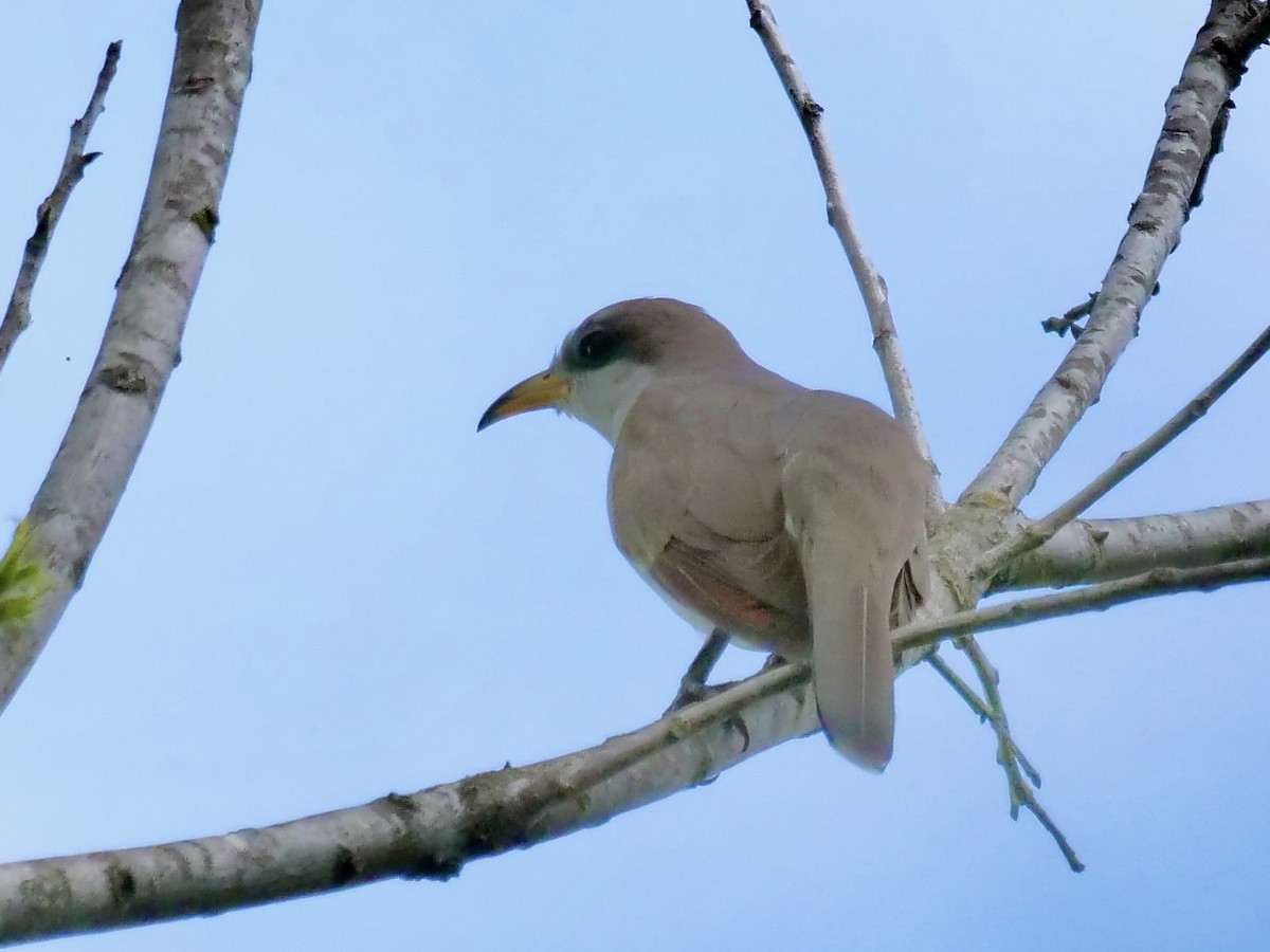 Yellow-billed Cuckoo - ML440916091