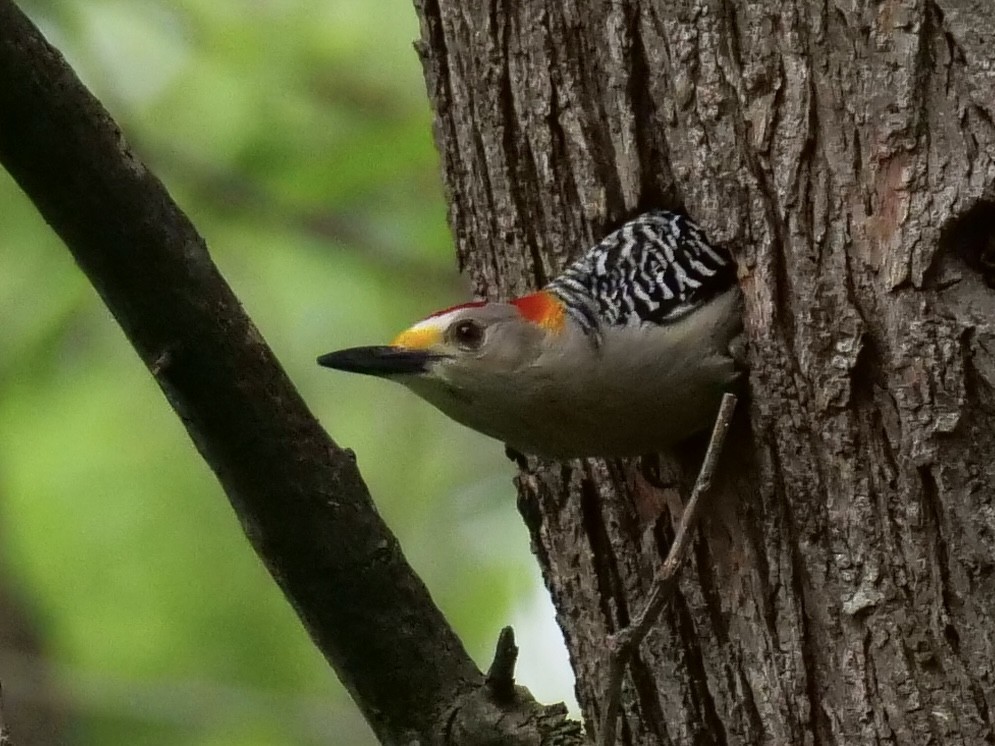 Golden-fronted Woodpecker - ML440916371