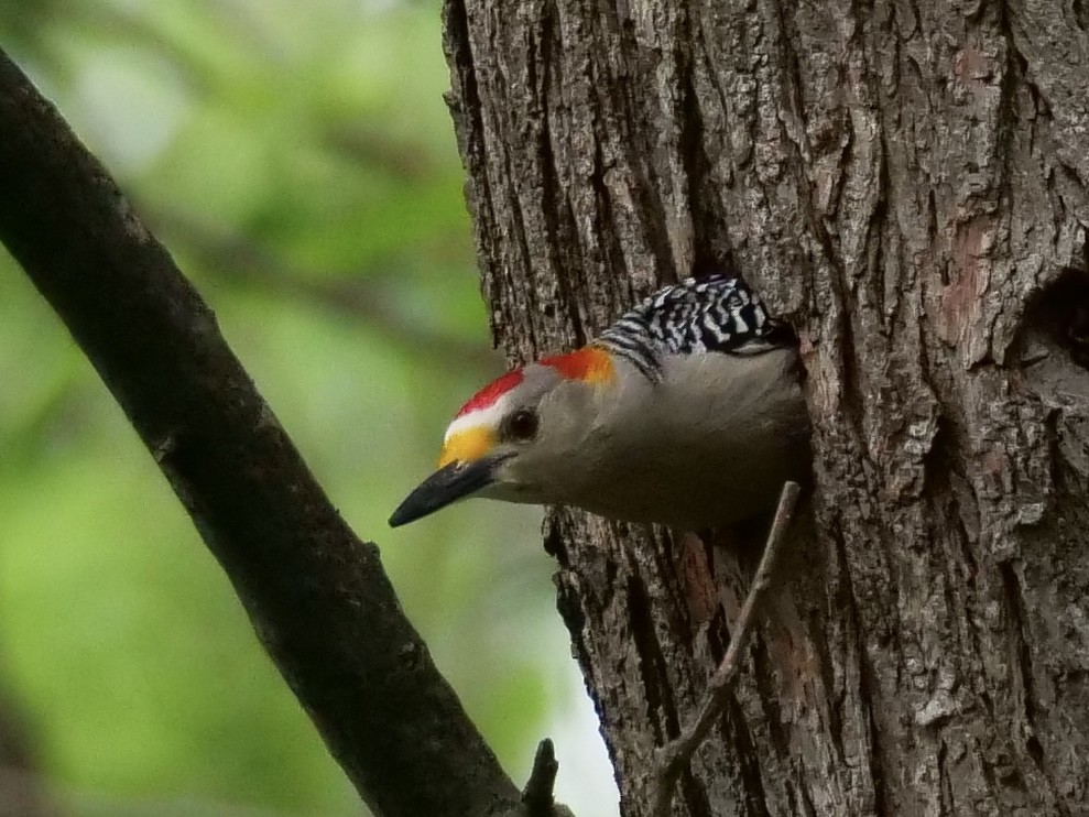 Golden-fronted Woodpecker - ML440916441