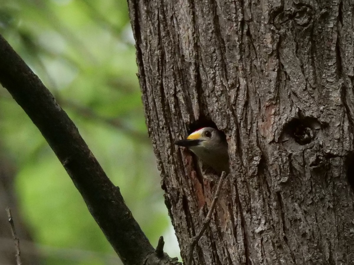 Golden-fronted Woodpecker - ML440916491