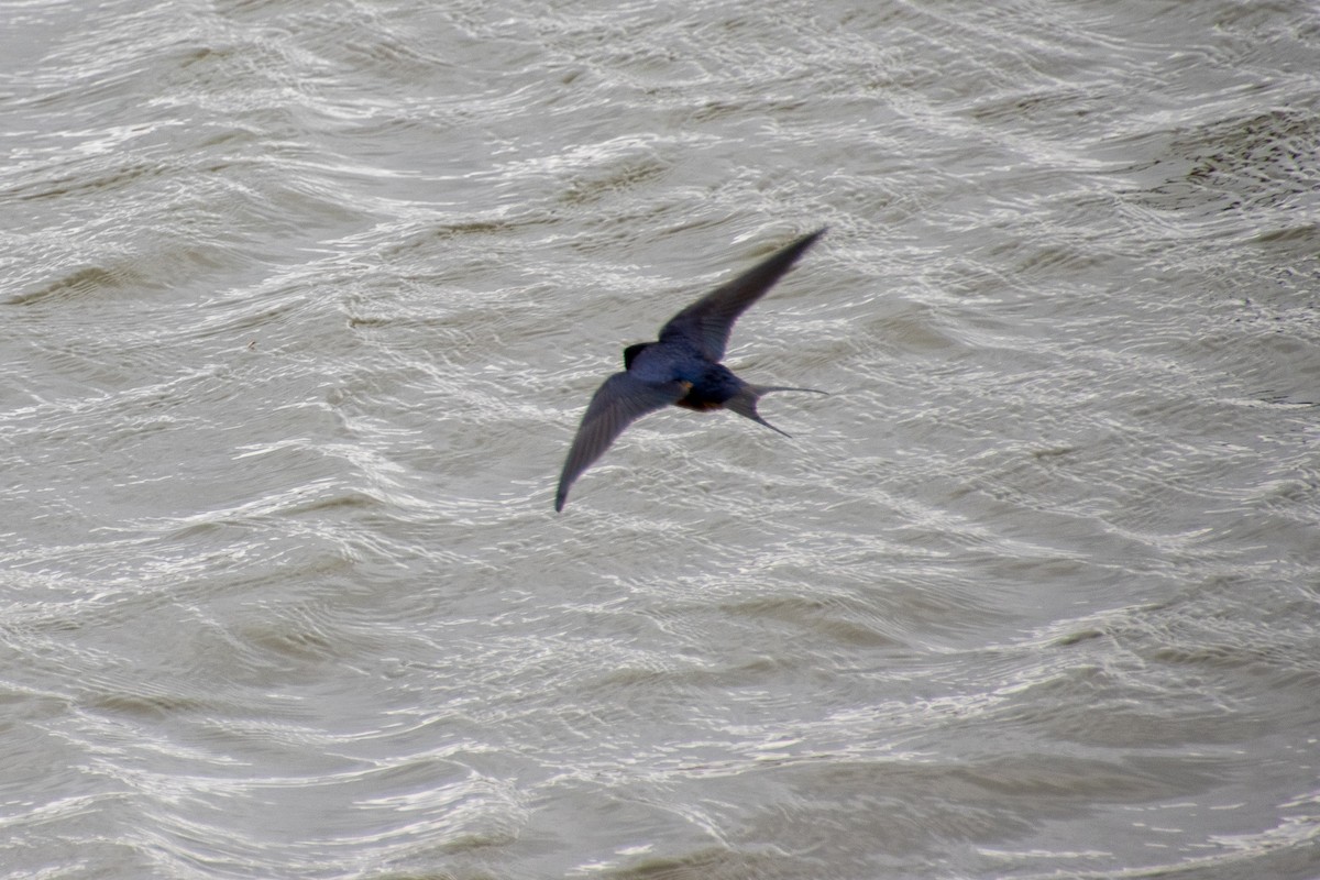 Barn Swallow - ML440916611