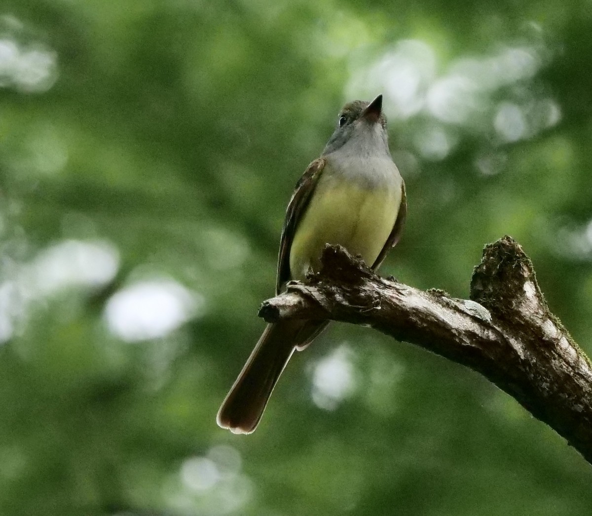 Great Crested Flycatcher - ML440916731