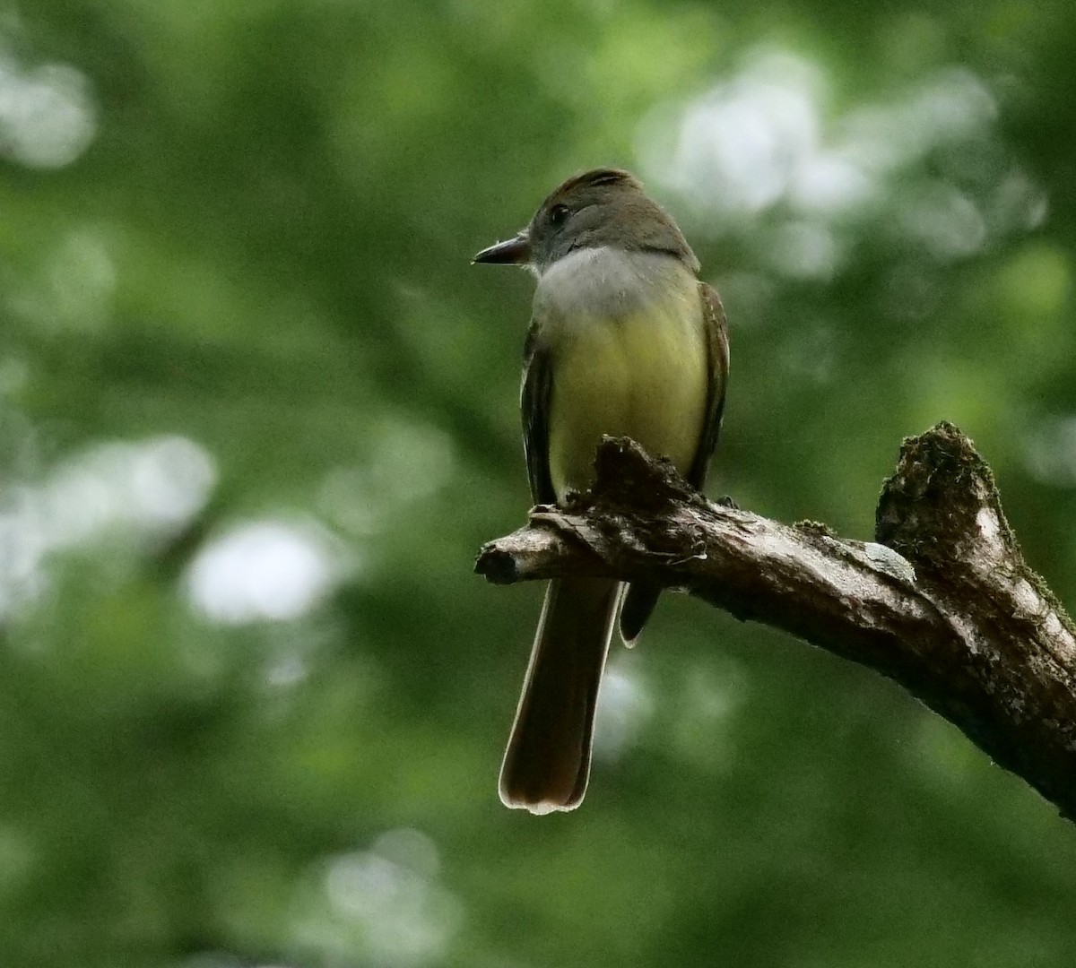 Great Crested Flycatcher - ML440916741