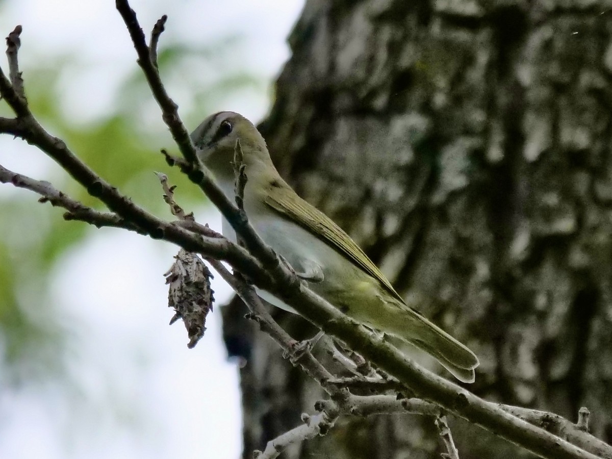 Red-eyed Vireo - ML440917231