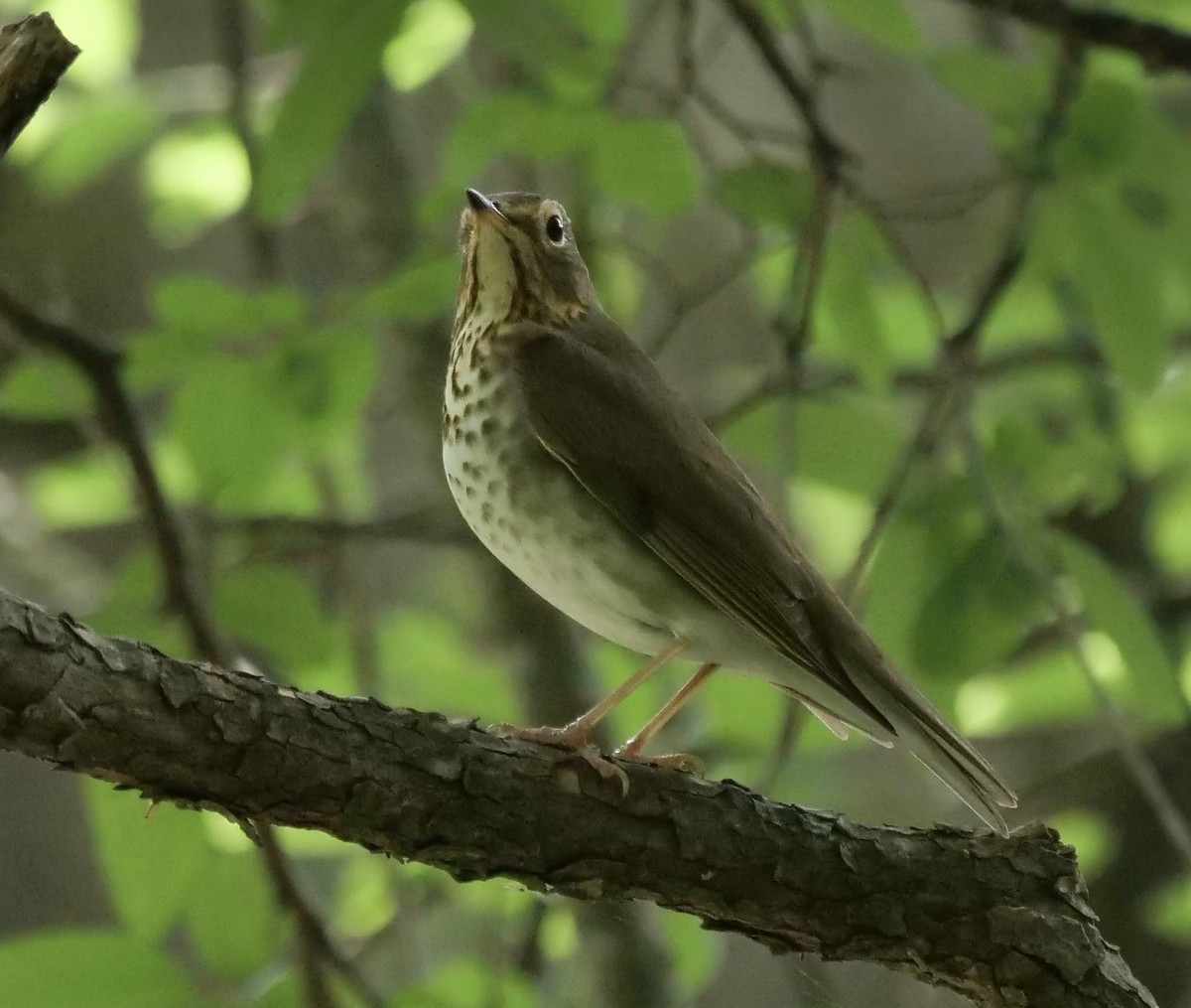 Swainson's Thrush - ML440917681