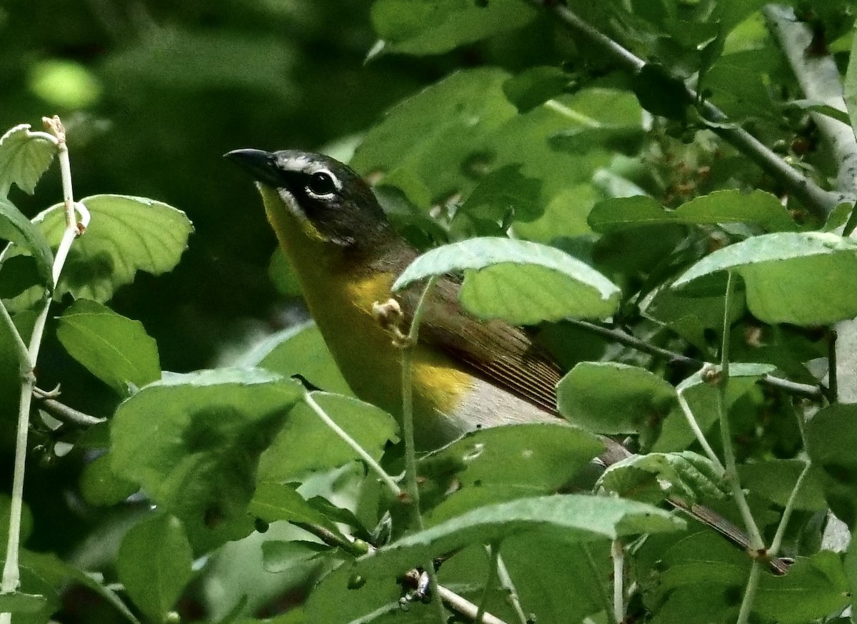 Yellow-breasted Chat - ML440917981