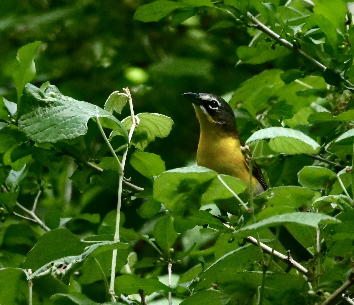Yellow-breasted Chat - ML440918011