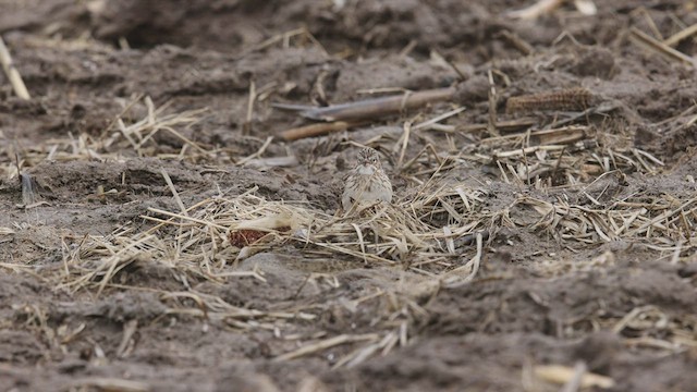 Vesper Sparrow - ML440918641