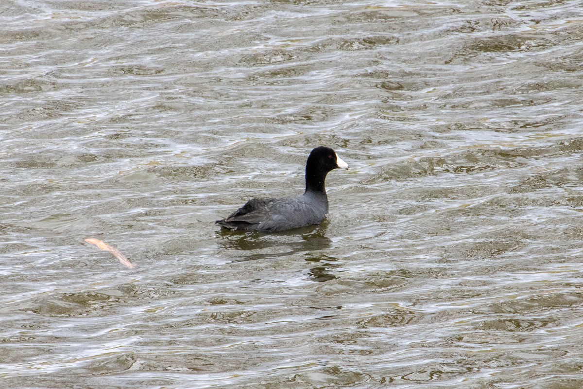 American Coot - ML440918721