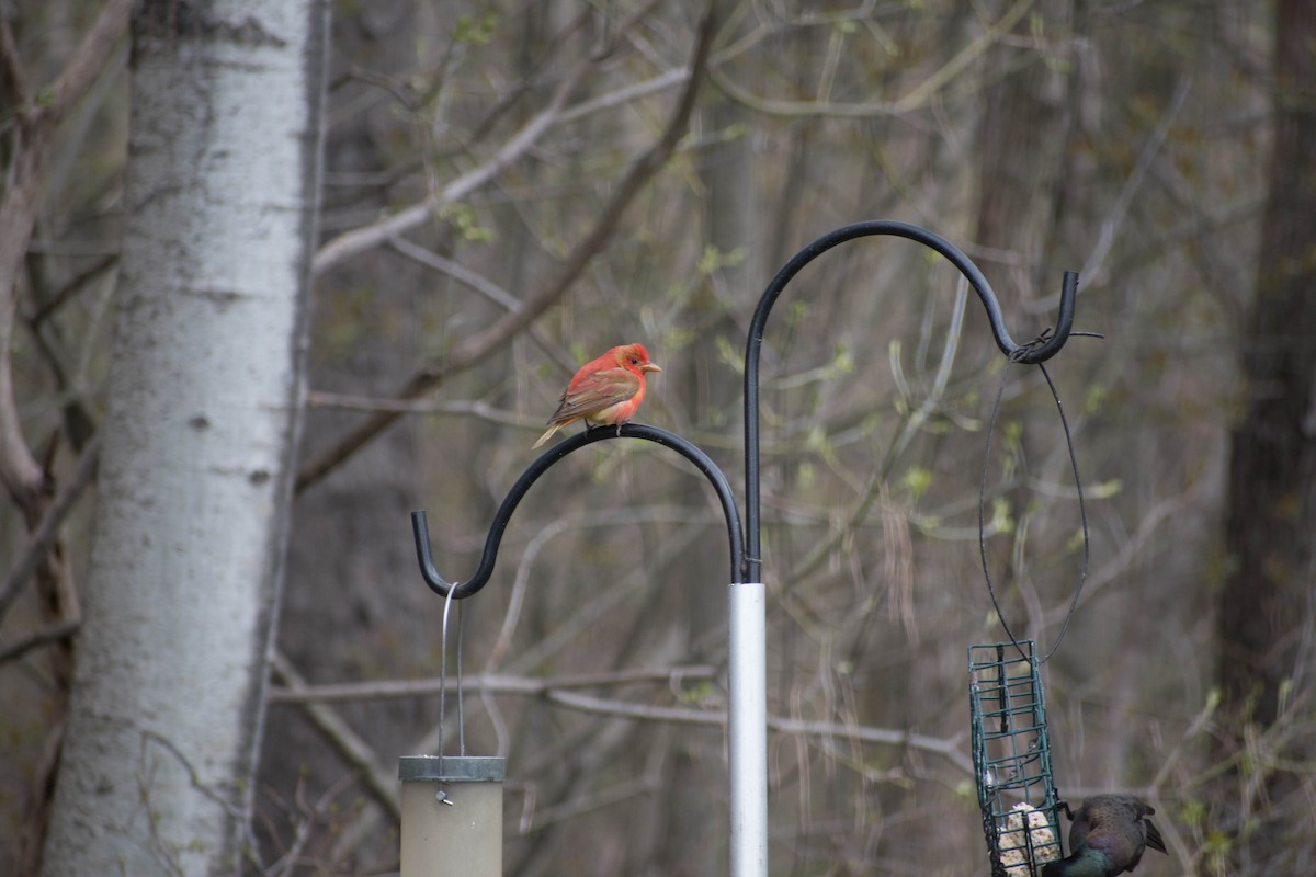 Summer Tanager - deborah abgott