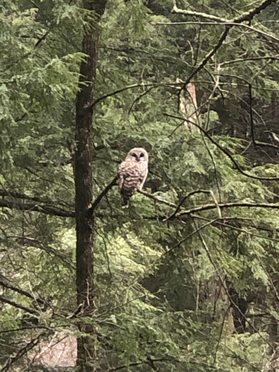 Barred Owl - ML440919331