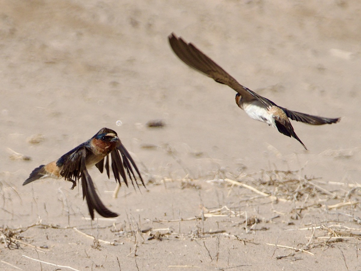 Cliff Swallow - Bobby Wilcox