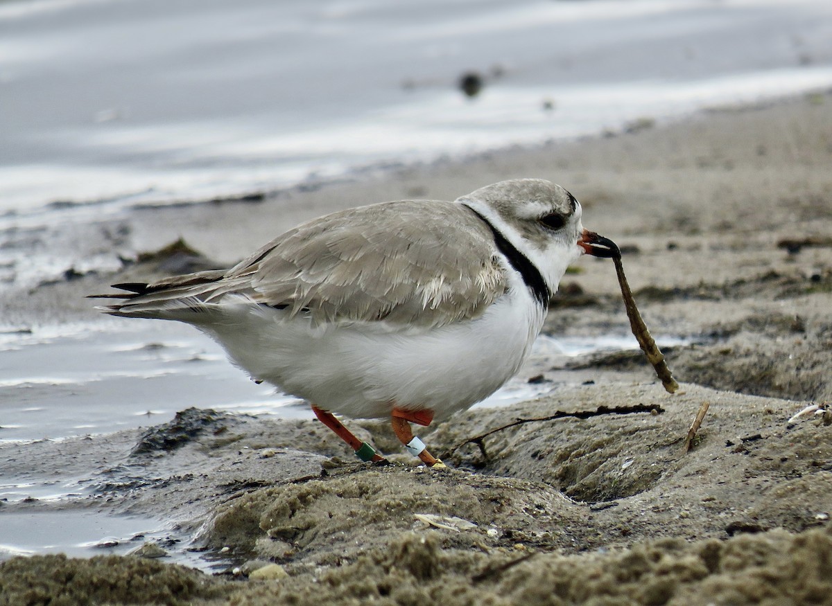 Piping Plover - ML440921001