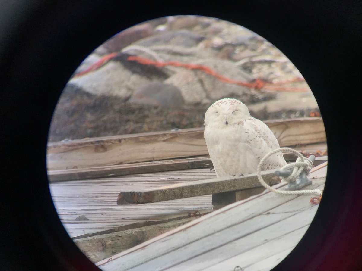 Snowy Owl - ML440921821