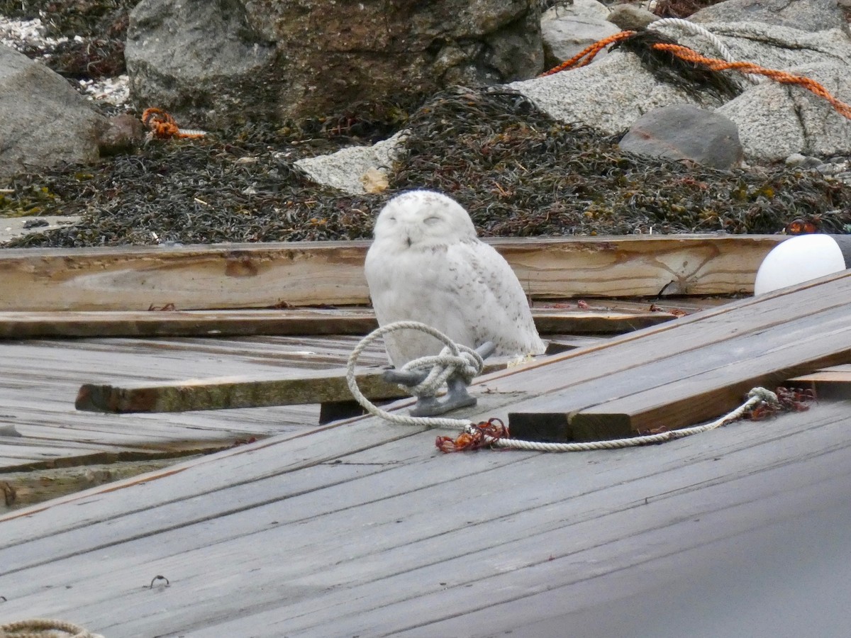 Snowy Owl - ML440921841