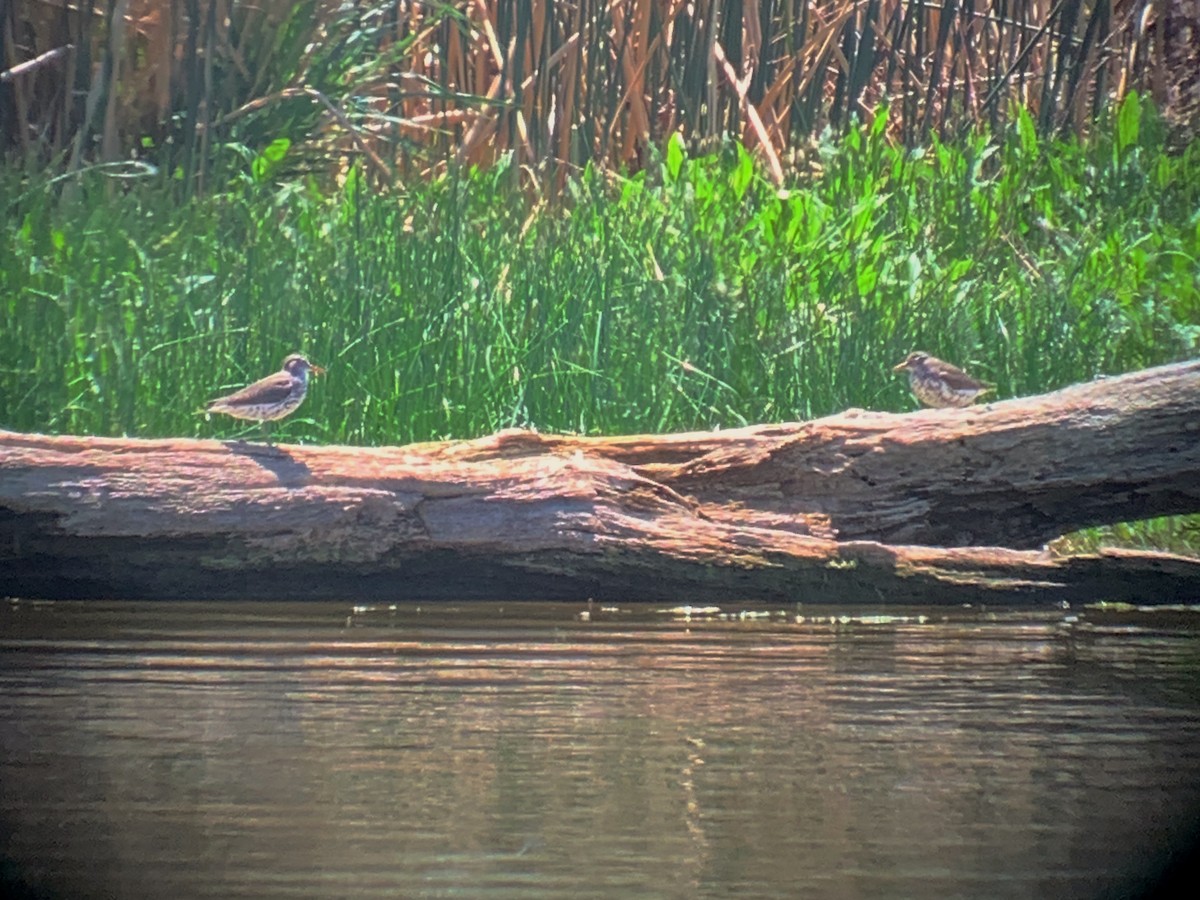 Spotted Sandpiper - Marilyn Henry