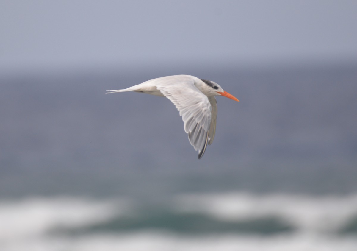 Royal Tern - ML440922541