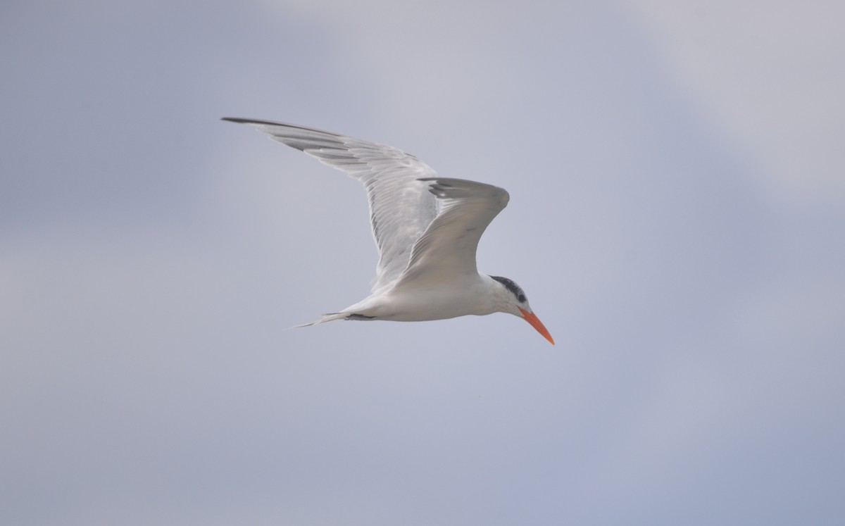 Royal Tern - Dave Wilson