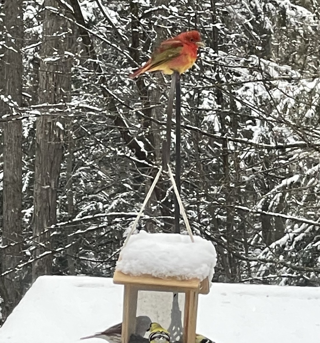 Summer Tanager - Amy Witman