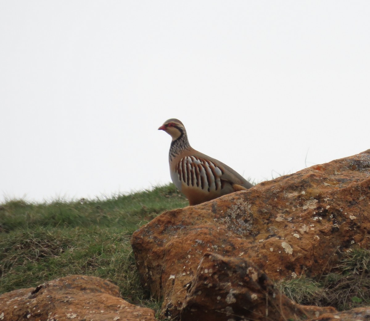 Red-legged Partridge - ML440922681