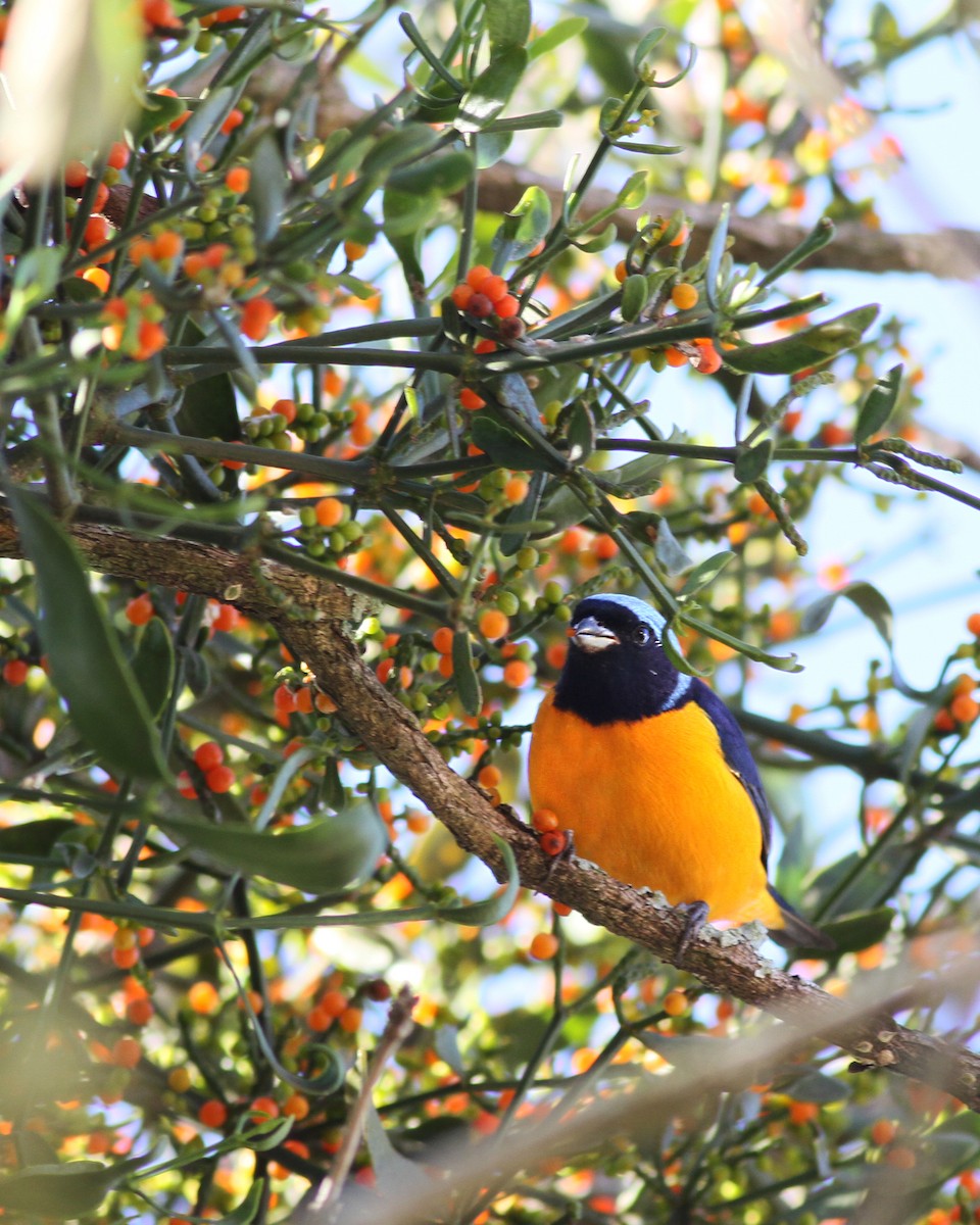 Golden-rumped Euphonia - ML440923181