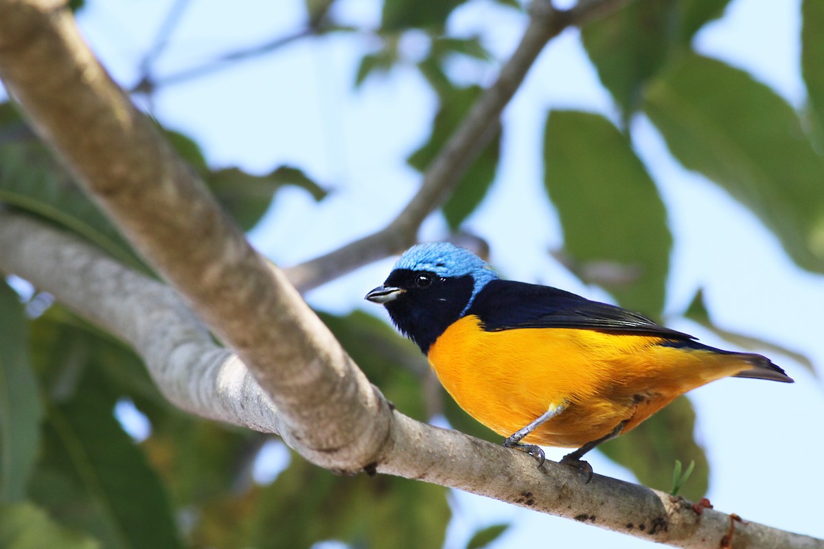 Golden-rumped Euphonia - ML440923221